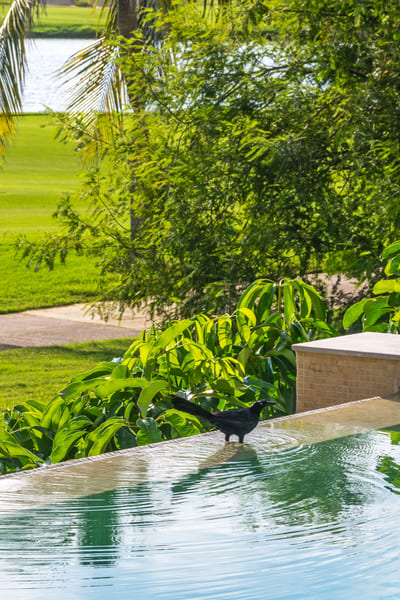 Condo Allegra, 4-Bedroom Condo in El Encanto, Punta Mita — photo 4